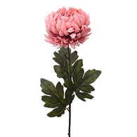 Chryzantema pojedyncza, 82cm, jasny różowy