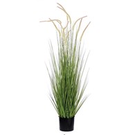 Trawa Dogtail w plastikowej doniczce, 121cm, zielony