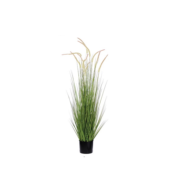 Trawa Dogtail w plastikowej doniczce, 121cm, zielony