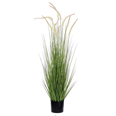 Trawa Dogtail w plastikowej doniczce, 121cm, zielony