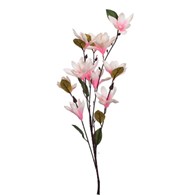 Gałązka małych magnolii