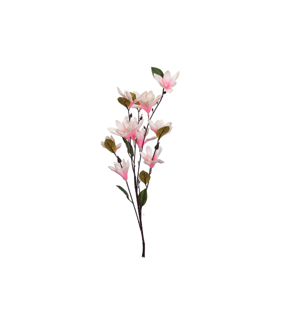 Gałązka małych magnolii