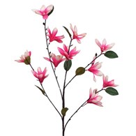 Gałązka małych magnolii