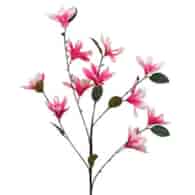 Gałązka małych magnolii