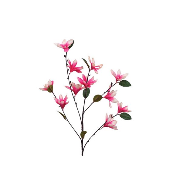 Gałązka małych magnolii