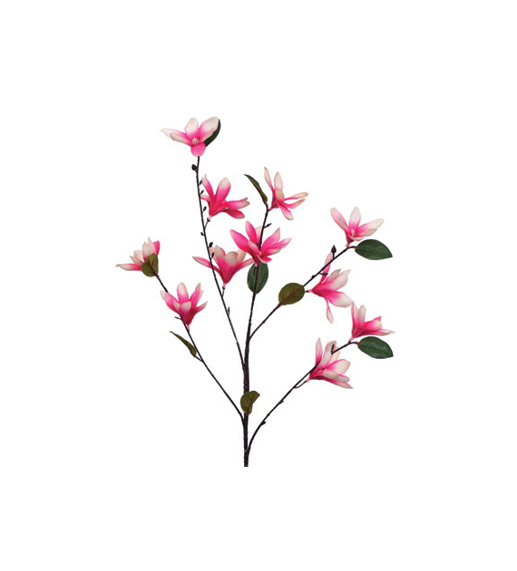 Gałązka małych magnolii