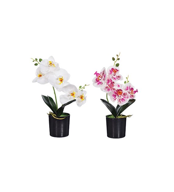 Storczyk dwupędowy w doniczce, 38cm, mix kolorów