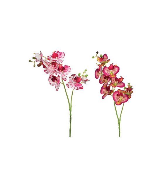 Storczyk pojedynczy, 8 kwiatów, 69cm, miks kolorów