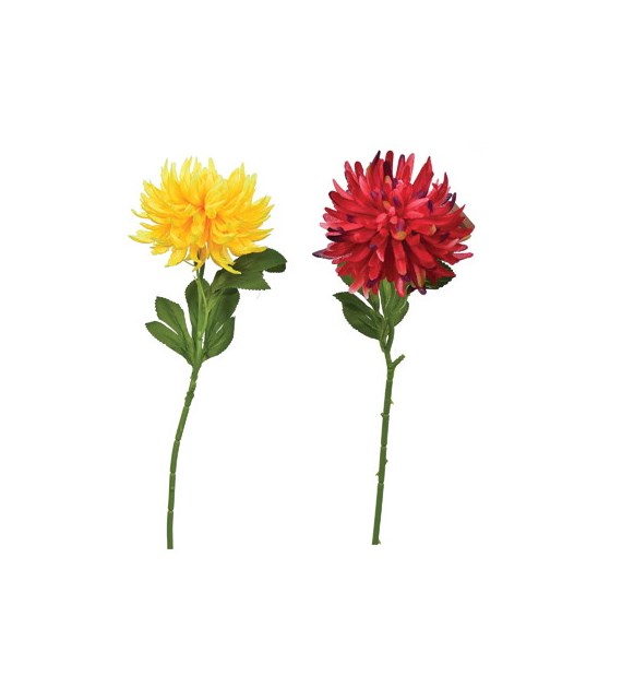 Chryzantema poojedyncza, 61cm, kolor mix