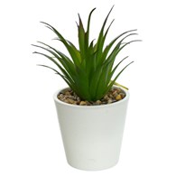 Agawa w plastikowej doniczce, wys. 15cm