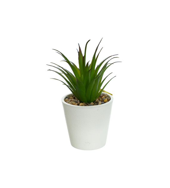 Agawa w plastikowej doniczce, wys. 15cm