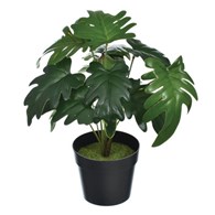 Fikus w  doniczce, 30cm, zielony