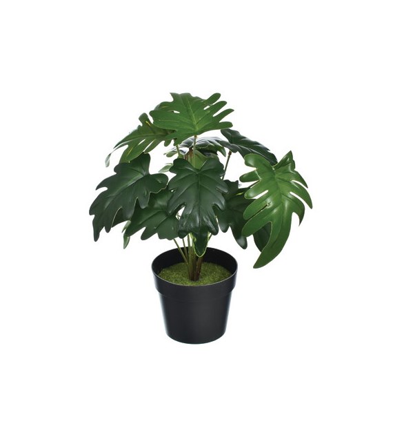 Fikus w  doniczce, 30cm, zielony