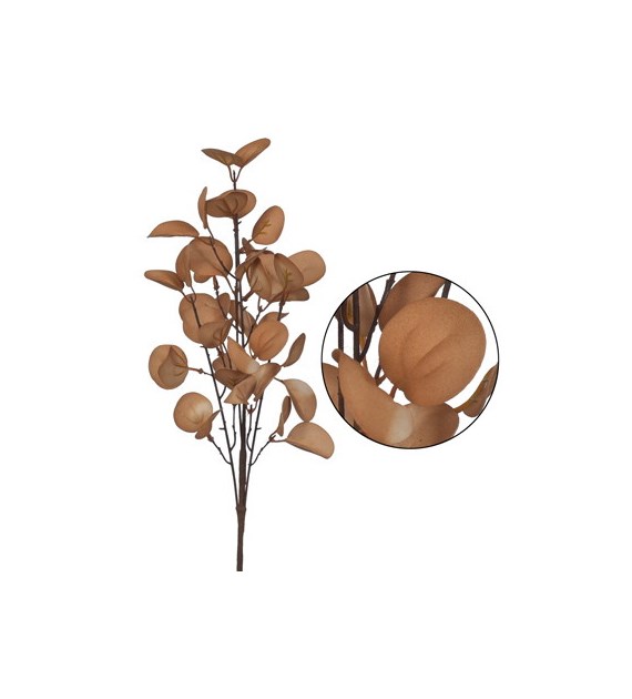 Gałązka eukaliptusa