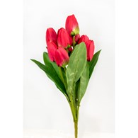 Bukiet 9 tulipanów, wys 42cm, ciemny róż
