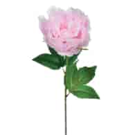 Peonia pojedyncza, 57cm, jasny różowy
