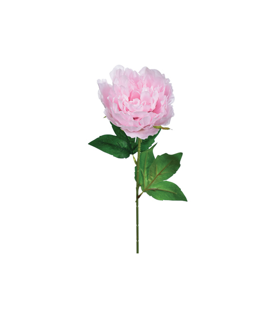 Peonia pojedyncza, 57cm, jasny różowy