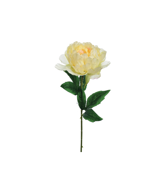 Peonia pojedyncza, 57cm, jasny żółty