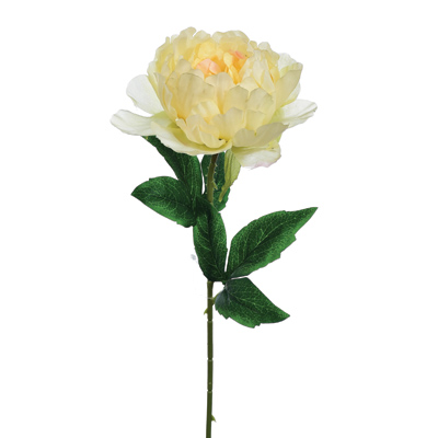 Peonia pojedyncza, 57cm, jasny żółty