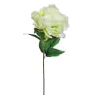 Peonia pojedyncza, 57cm, kremowy