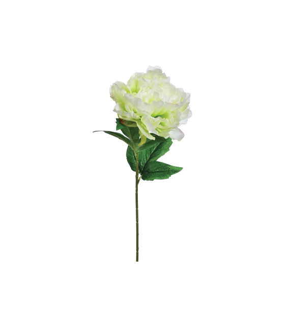 Peonia pojedyncza, 57cm, kremowy