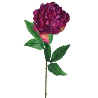 Peonia pojedyncza, 57cm, ciemny fioletowy