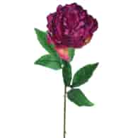 Peonia pojedyncza, 57cm, ciemny fioletowy