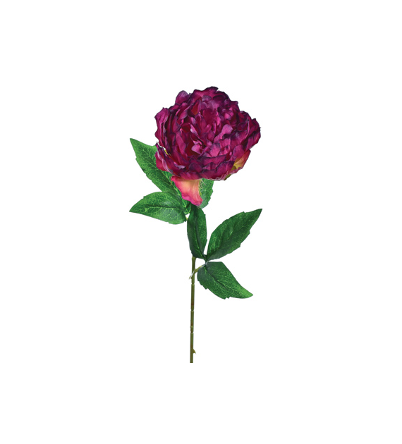 Peonia pojedyncza, 57cm, ciemny fioletowy