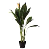 Sterlicja w doniczce, 100cm, zielony
