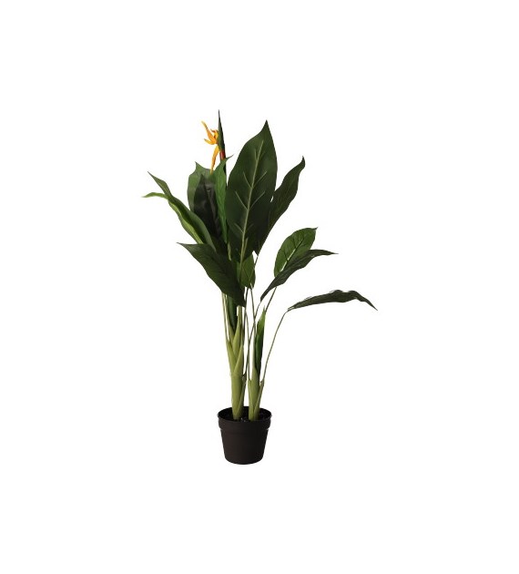 Sterlicja w doniczce, 100cm, zielony