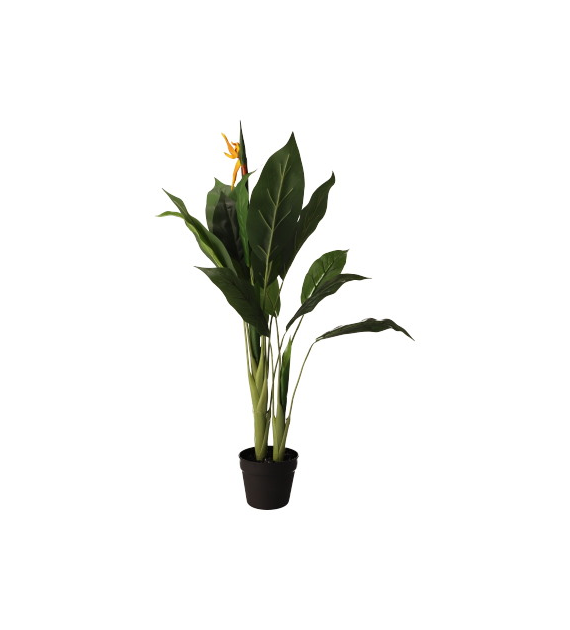 Sterlicja w doniczce, 100cm, zielony