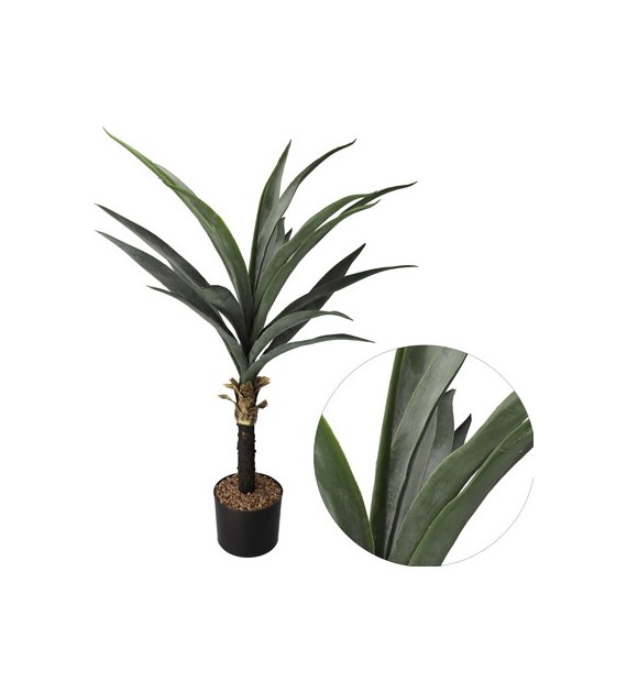 Agawa w doniczce, 88cm