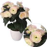 Begonia w doniczce, 30cm, biel-róż