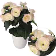 Begonia w doniczce, 30cm, biel-róż