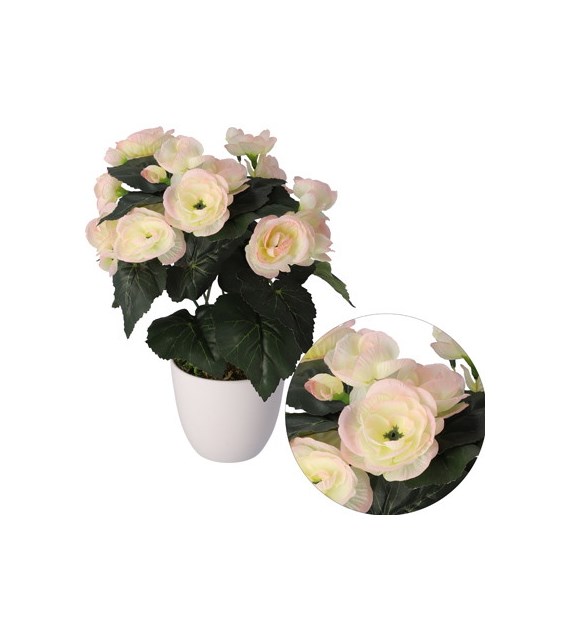 Begonia w doniczce, 30cm, biel-róż