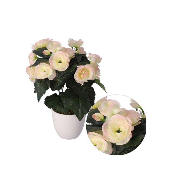 Begonia w doniczce, 30cm, biel-róż