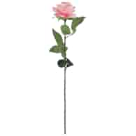 Róża pojedyncza, 60cm, różowy