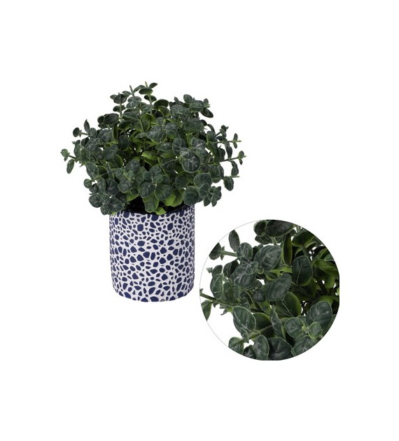 Sukulent w doniczce, 23cm, ziel