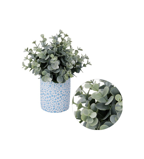 Sukulent w doniczce, 23cm, ziel
