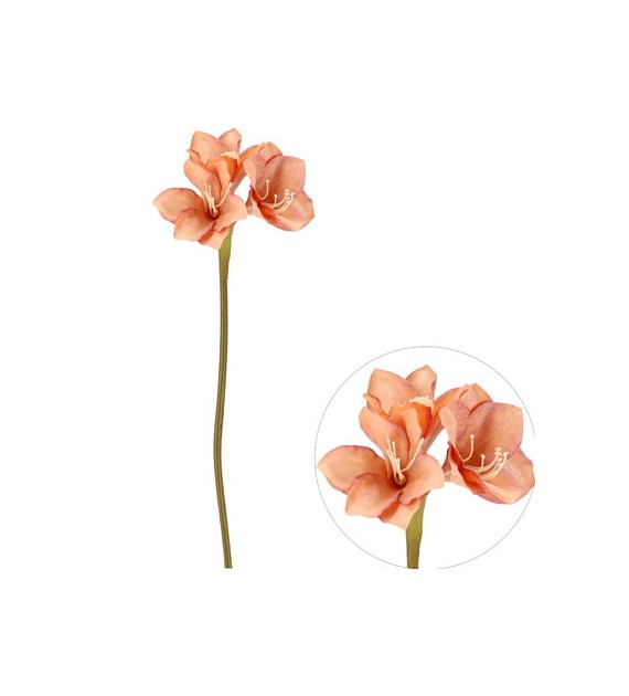 Amarylis pojedynczy, 70cm, łososiowy