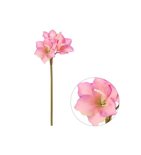 Amarylis pojedynczy, 70cm, róż