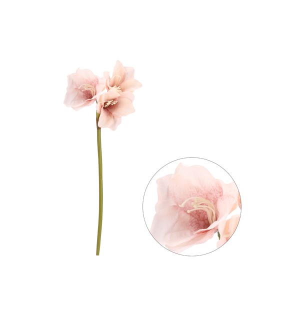 Amarylis pojedynczy, 70cm, j.różowy