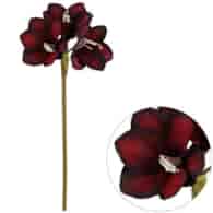 Amarylis pojedynczy, 70cm, bordo