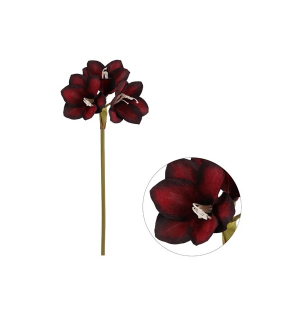 Amarylis pojedynczy, 70cm, bordo