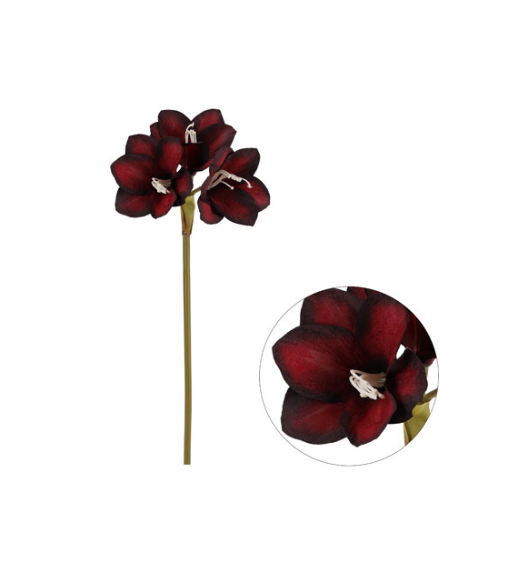 Amarylis pojedynczy, 70cm, bordo