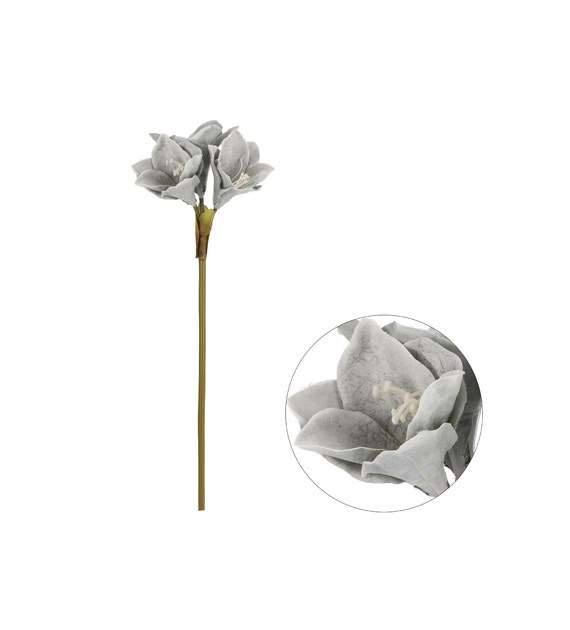 Amarylis pojedynczy, 70cm, szary