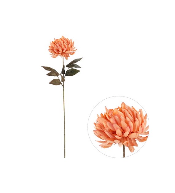 Chryzantema pojedyncza, 66cm, herbaciany