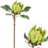 Kwiat protei, 60cm, krem
