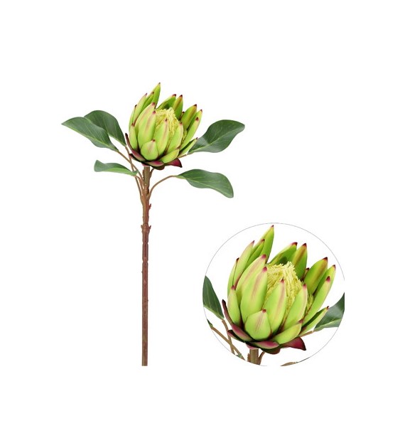 Kwiat protei, 60cm, krem