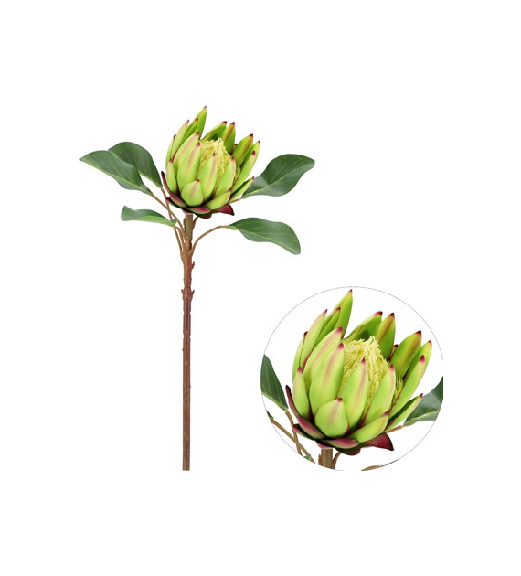 Kwiat protei, 60cm, krem